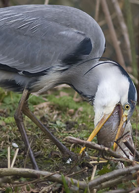 Blauwereiger_brasem291207O